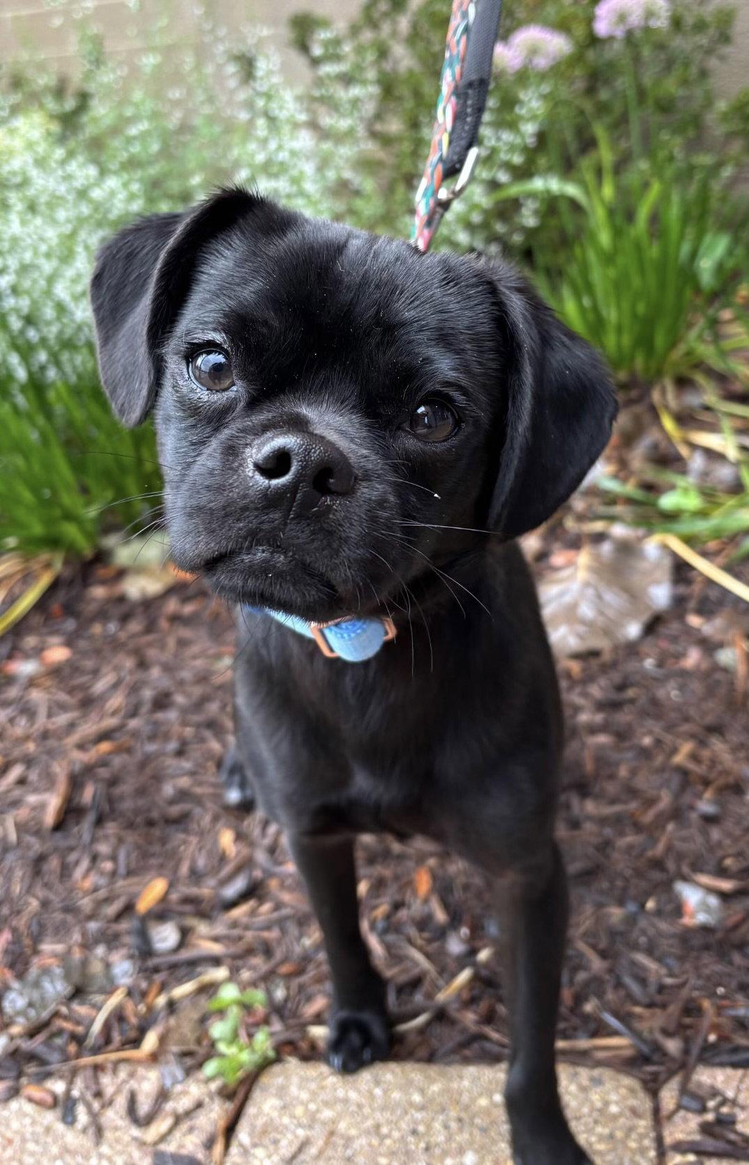 Chip CA, a Adopted Pug in Hillside, IL image 2/3