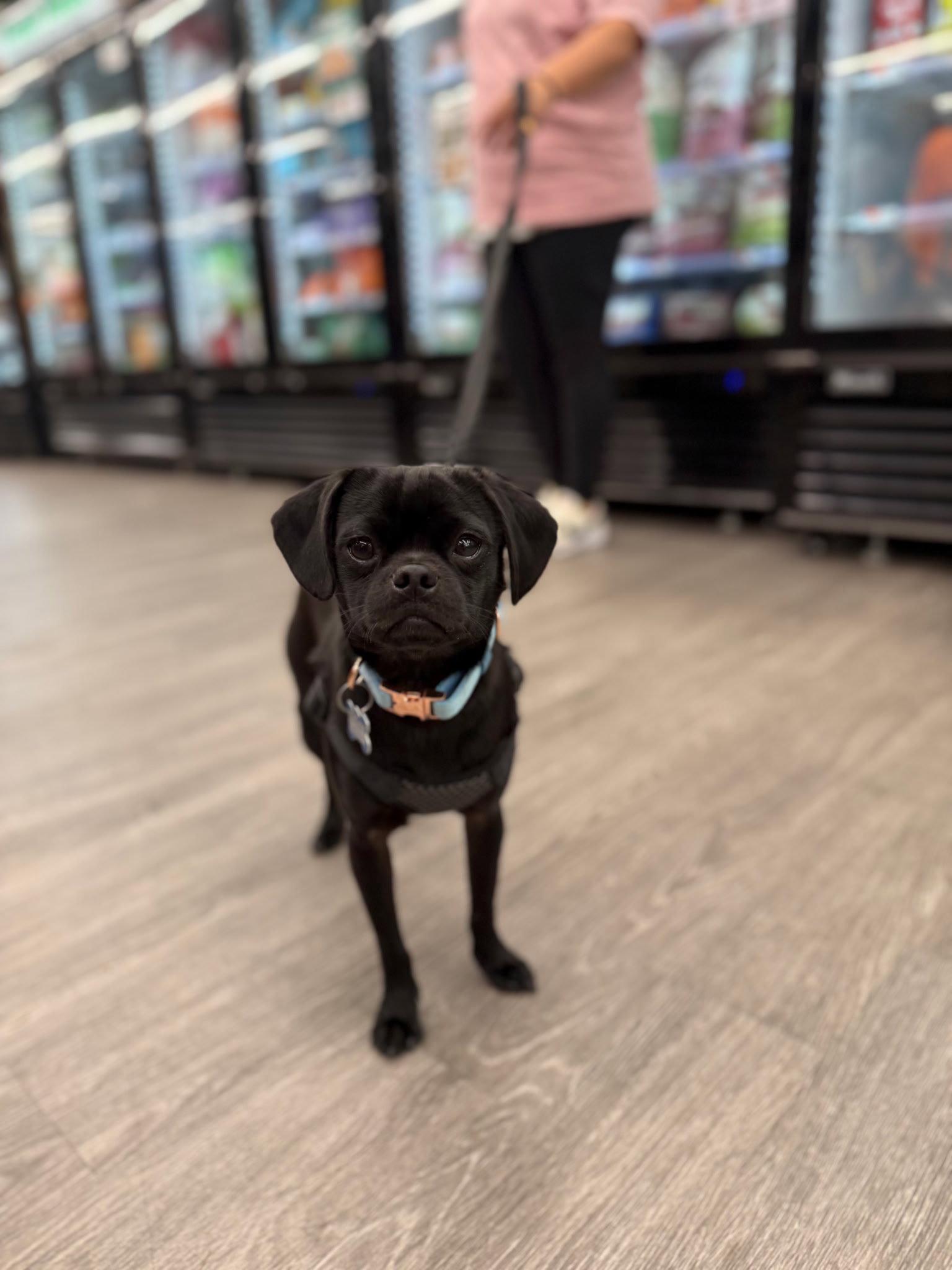 Chip CA, a Adopted Pug in Hillside, IL image 3/3