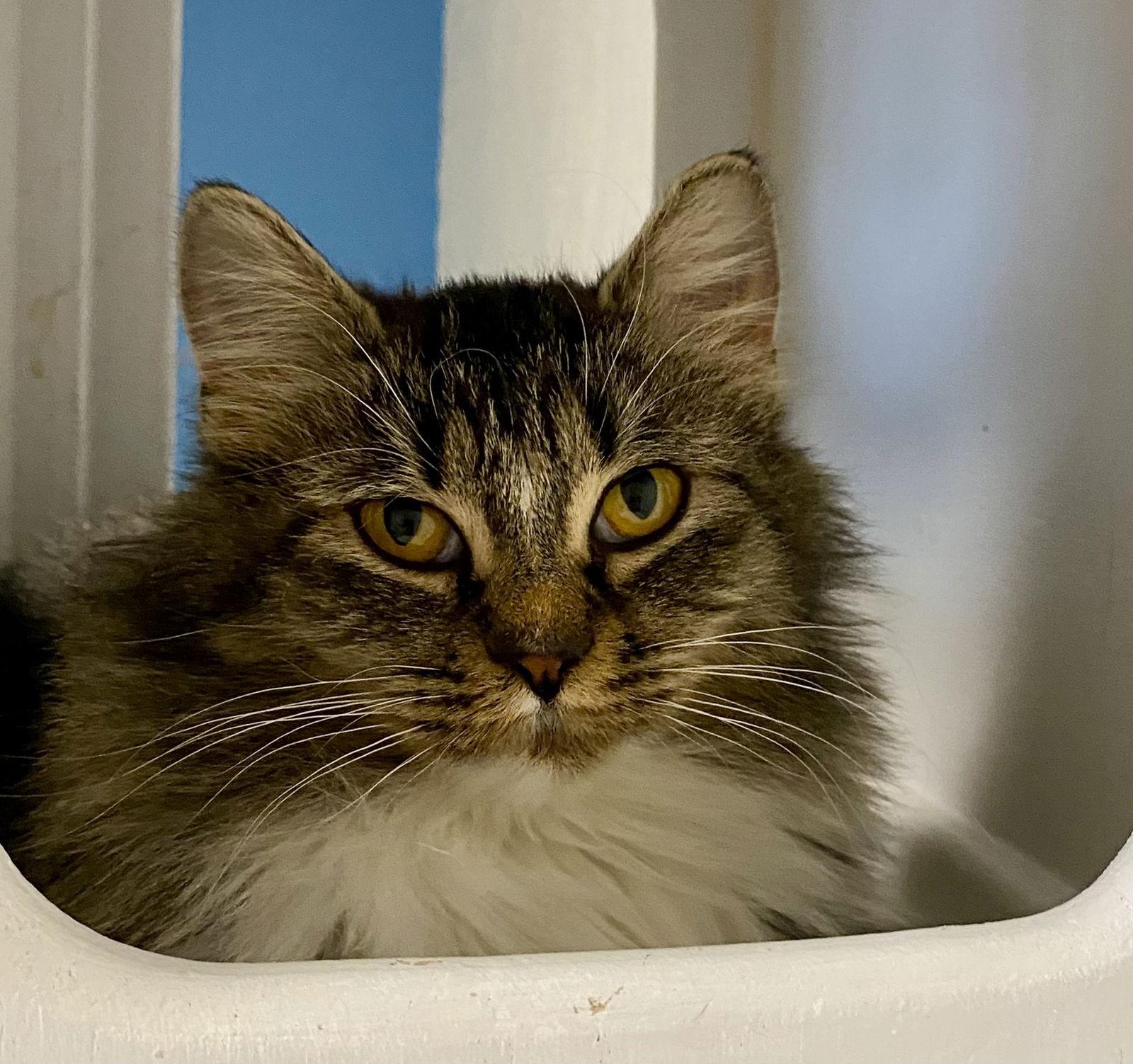 Enlarge Amaryllis, a Adoptable mixed breed in Fargo, ND image 1/1