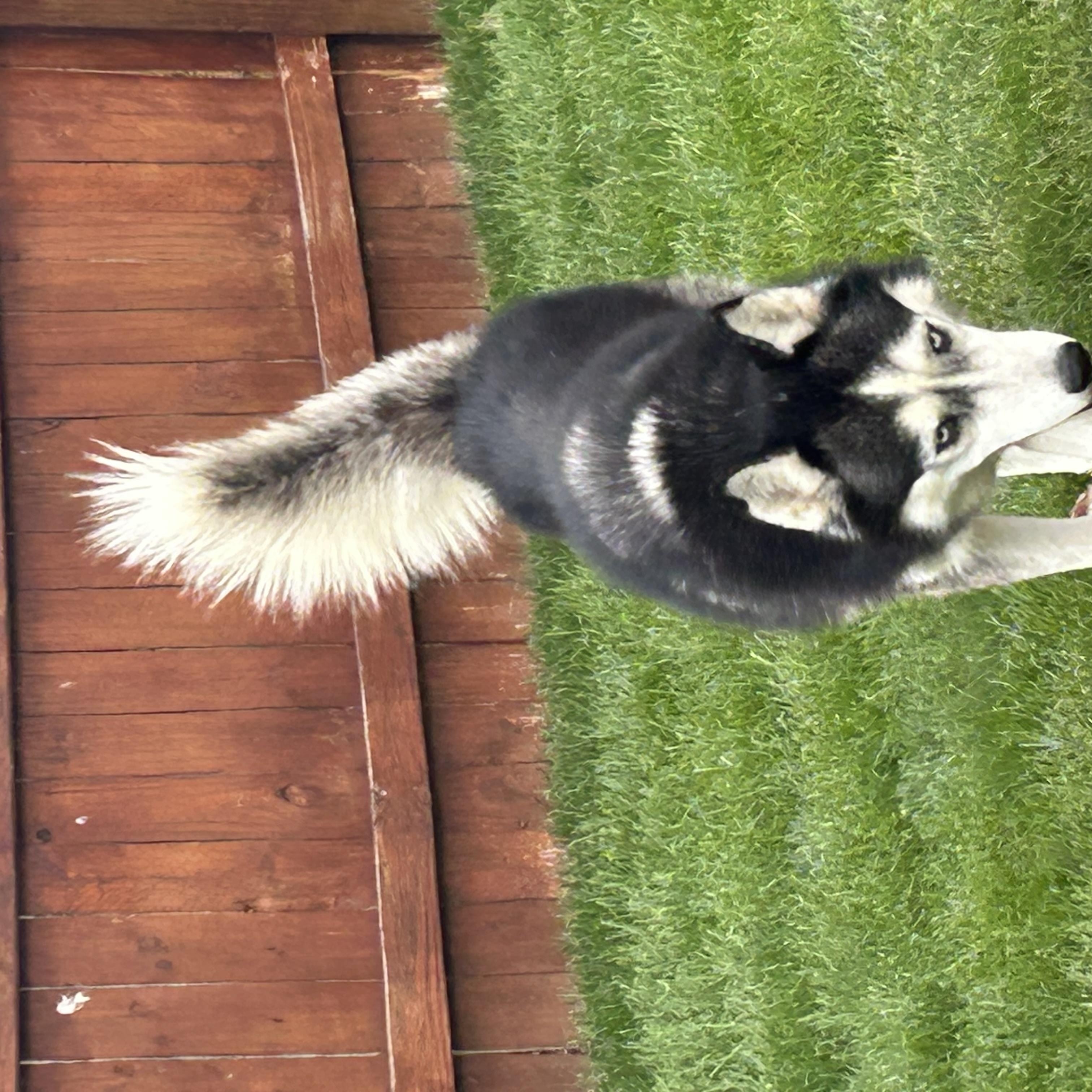 Enlarge Prescott, a Adoptable Siberian Husky in Lehigh Valley, PA image 2/3