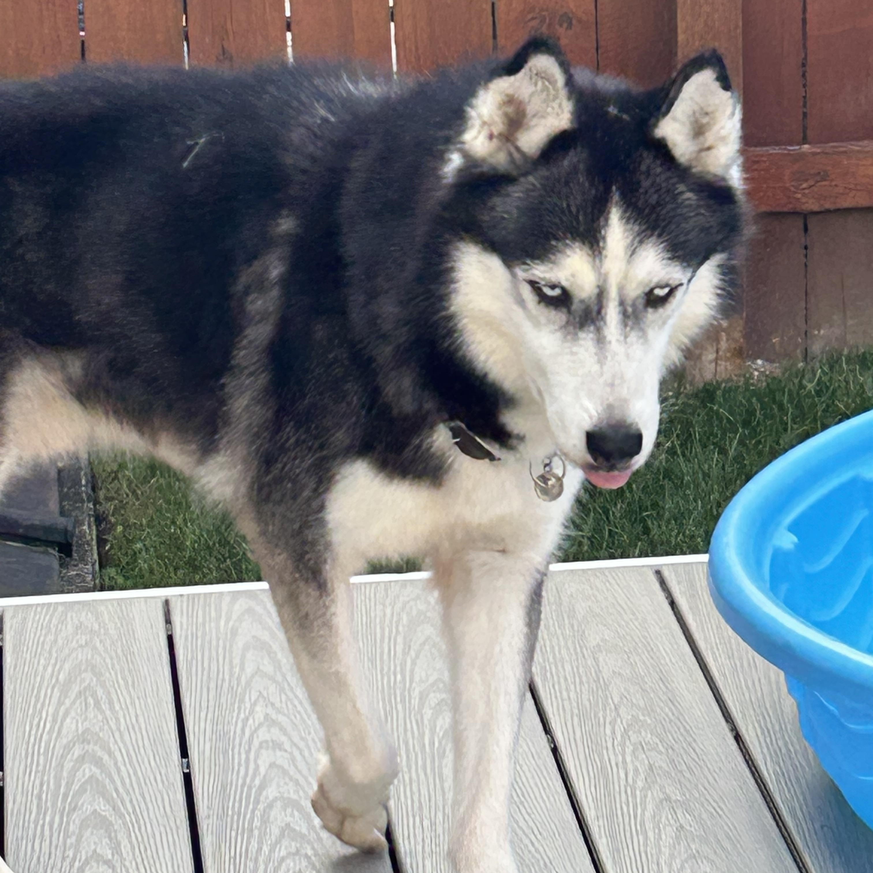 Prescott, Adoptable, Adult Male Siberian Husky.