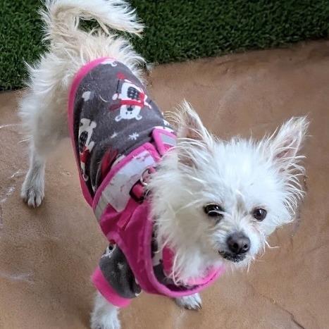 Enlarge Chloe, a Adoptable mixed breed in Las Vegas, NV image 1/1