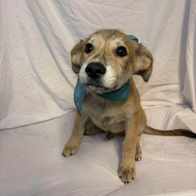 Enlarge Steeler, a Adoptable Mixed Breed in Canal Winchester, OH image 1/2