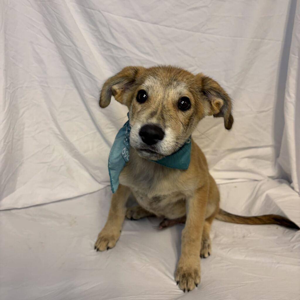 Enlarge Steeler, a Adoptable Mixed Breed in Canal Winchester, OH image 2/2