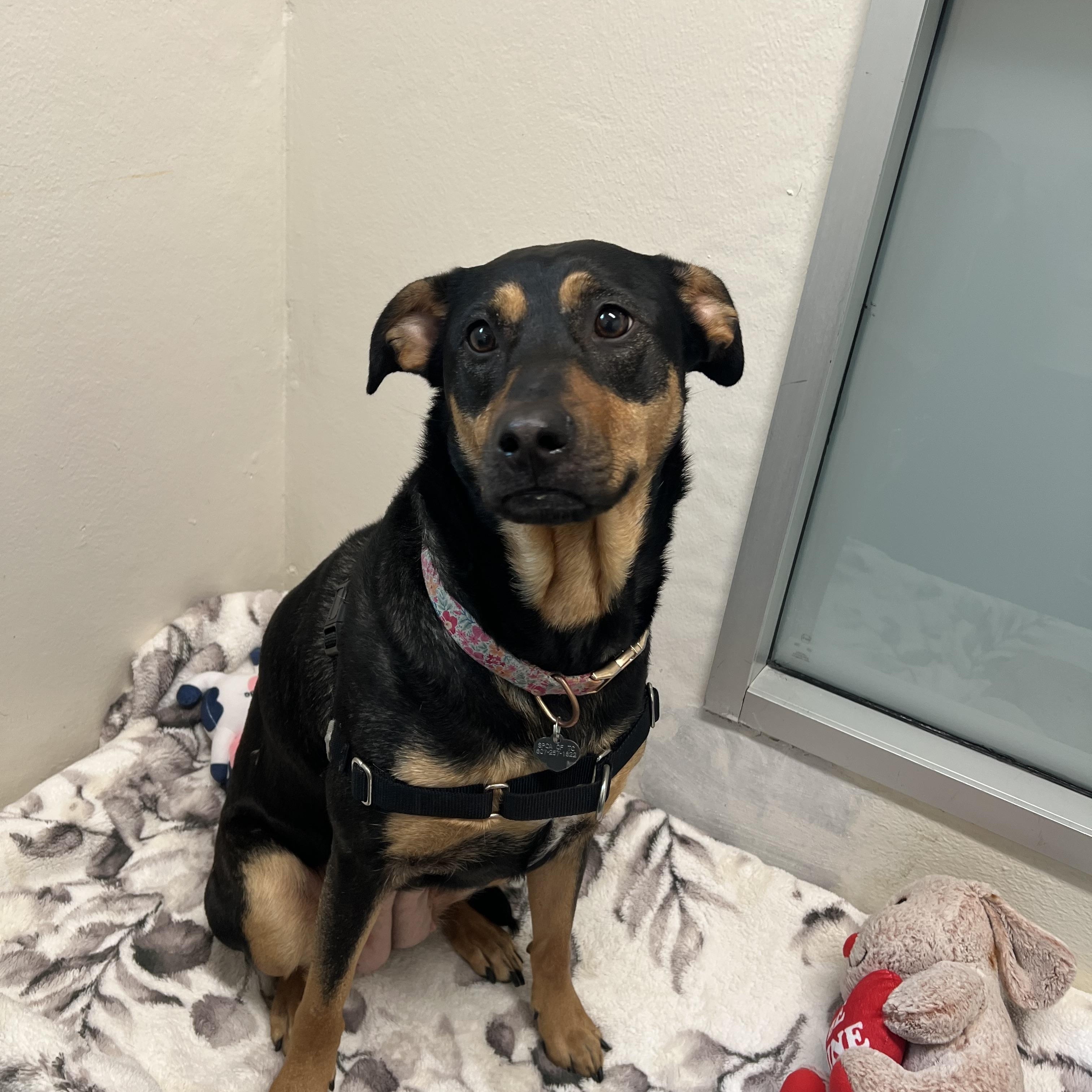 Pearl, a ADOPTABLE mixed breed in Ithaca, NY image 2/4