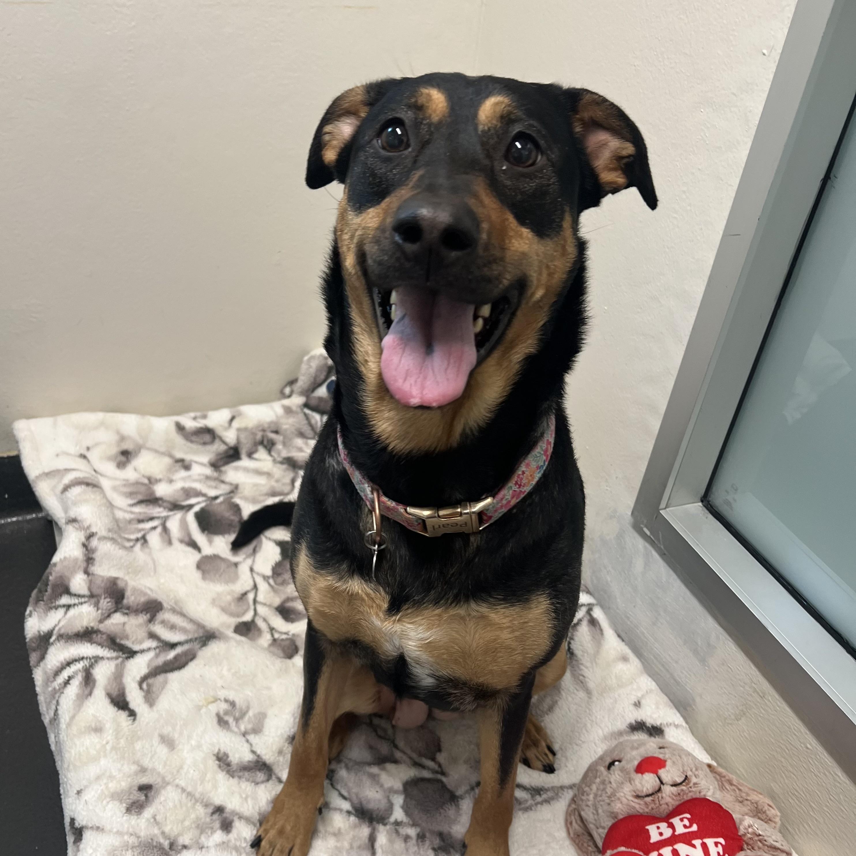 Pearl, a ADOPTABLE mixed breed in Ithaca, NY image 4/4
