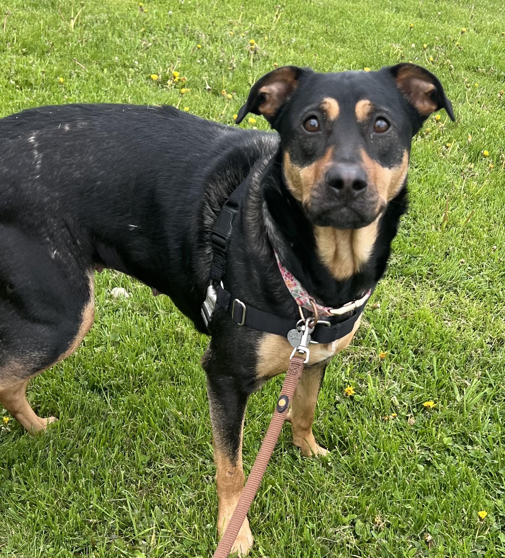 Pearl, a ADOPTABLE mixed breed in Ithaca, NY image 3/4