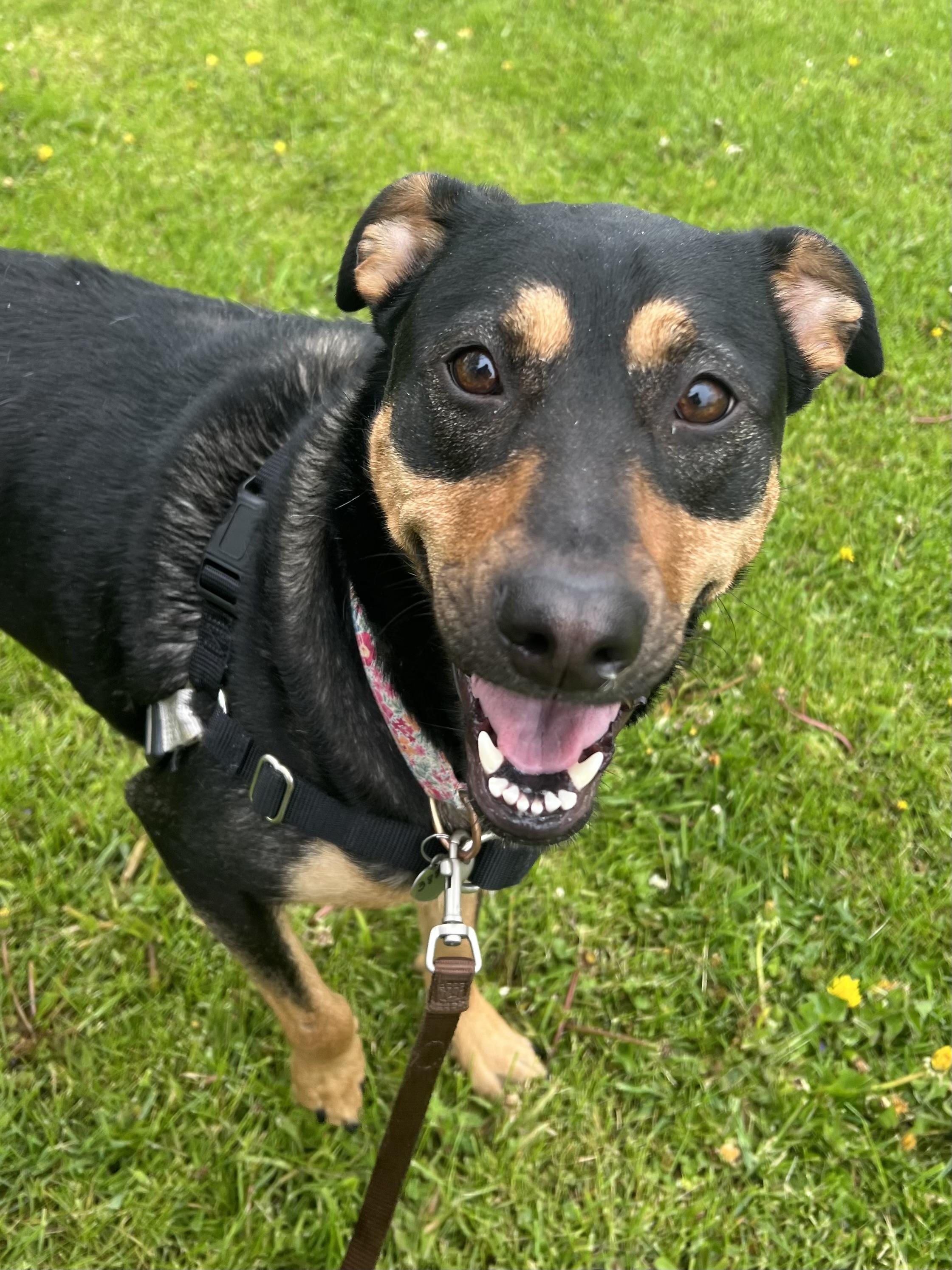 Pearl, ADOPTABLE, Young Female Mixed Breed.