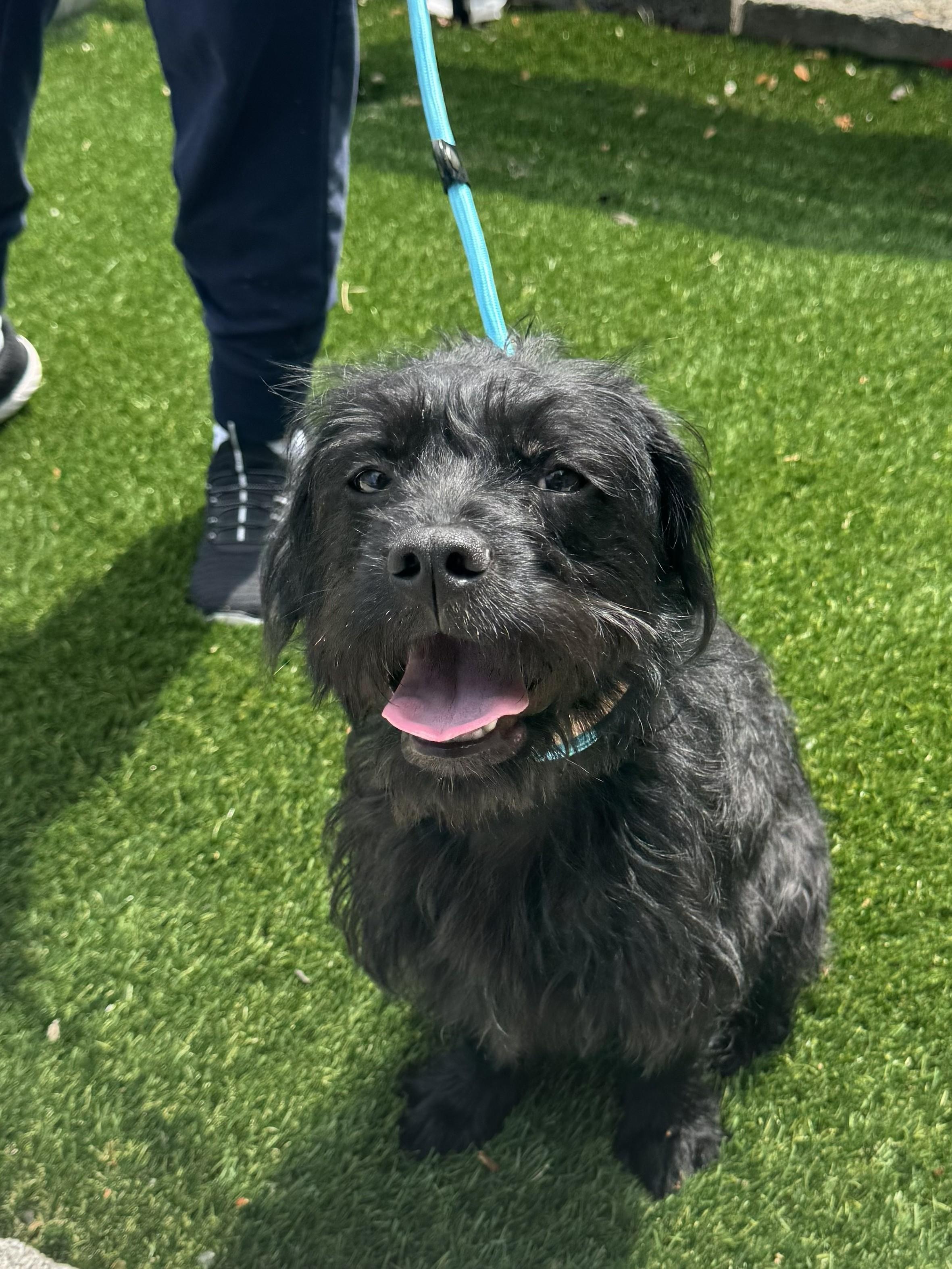 Enlarge Ivy, a ADOPTABLE mixed breed in Perth Amboy, NJ image 2/4