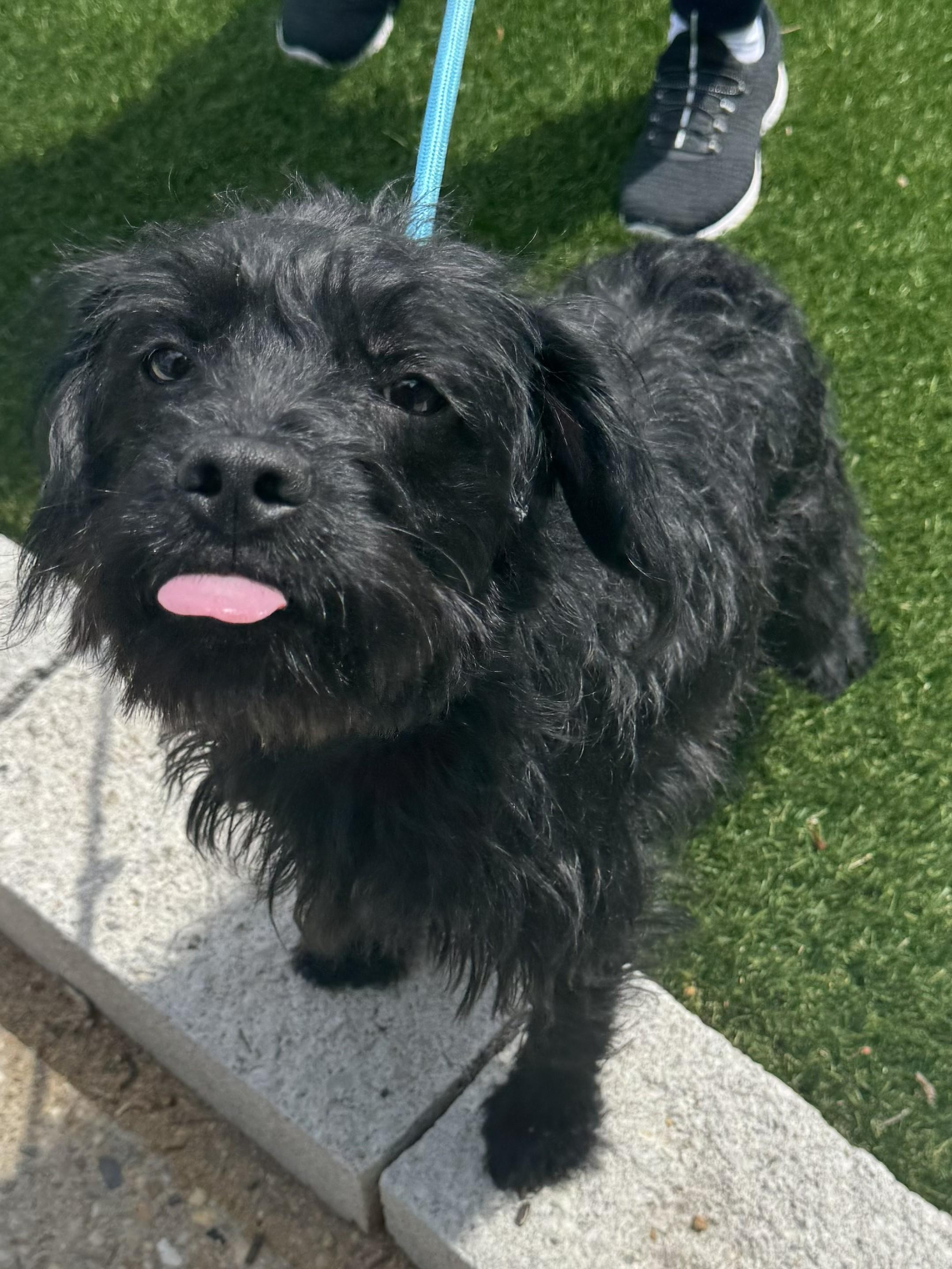 Enlarge Ivy, a ADOPTABLE mixed breed in Perth Amboy, NJ image 3/4