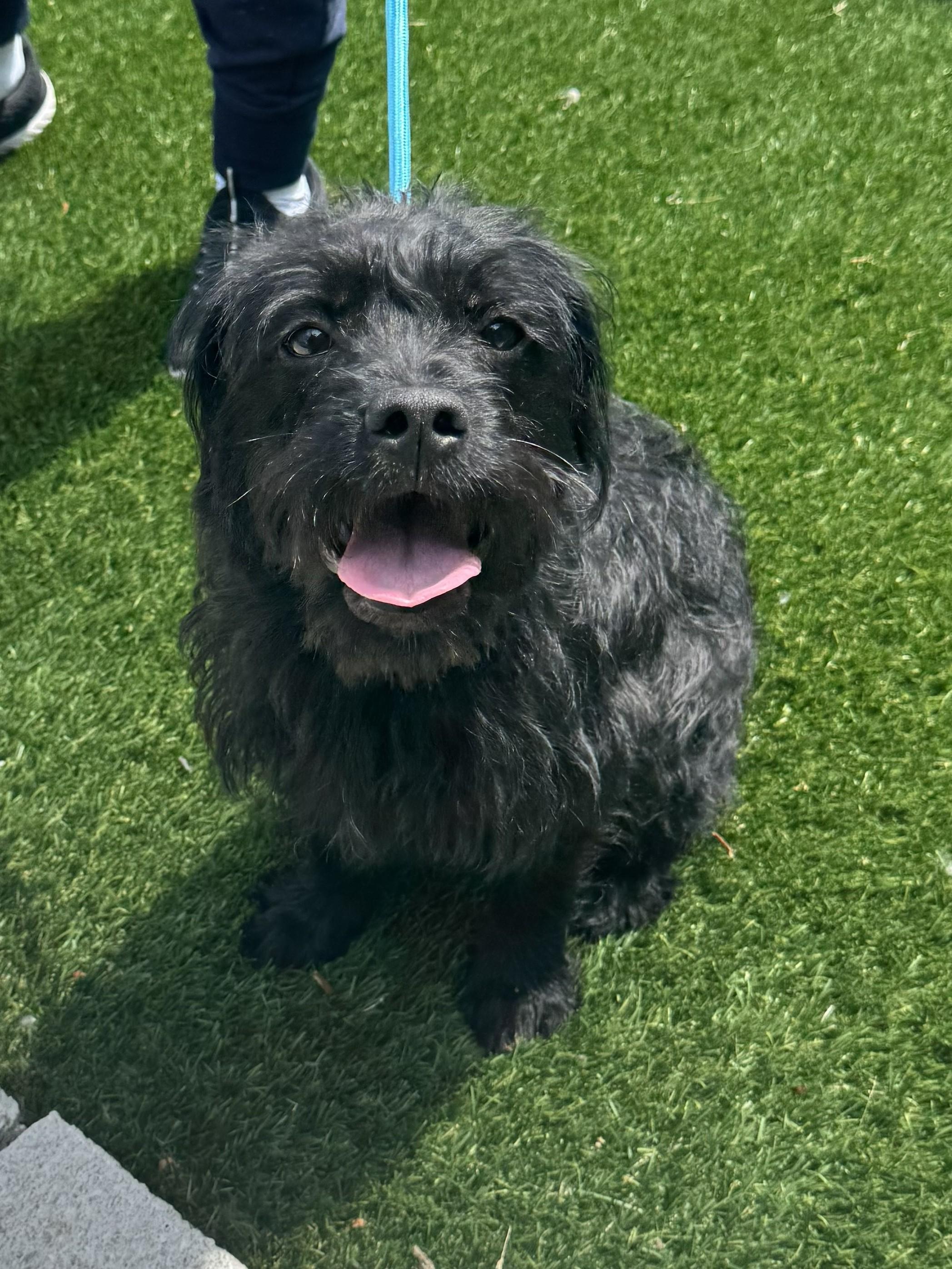 Ivy, ADOPTABLE, Young Female Terrier.