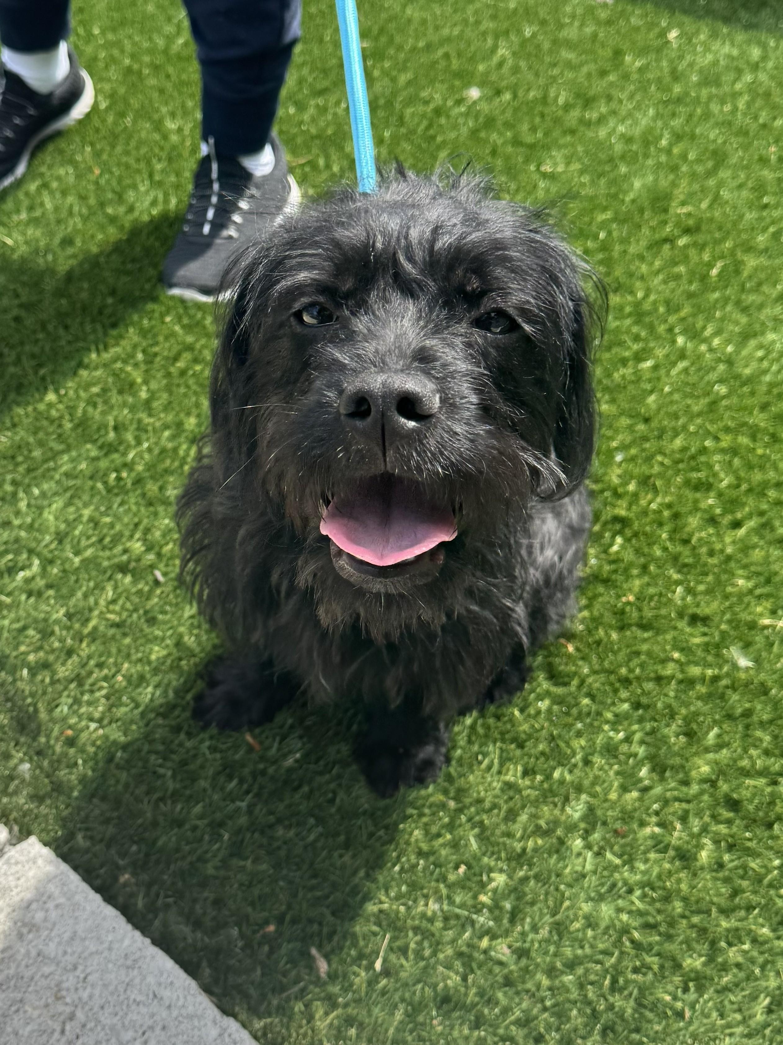 Enlarge Ivy, a ADOPTABLE mixed breed in Perth Amboy, NJ image 4/4