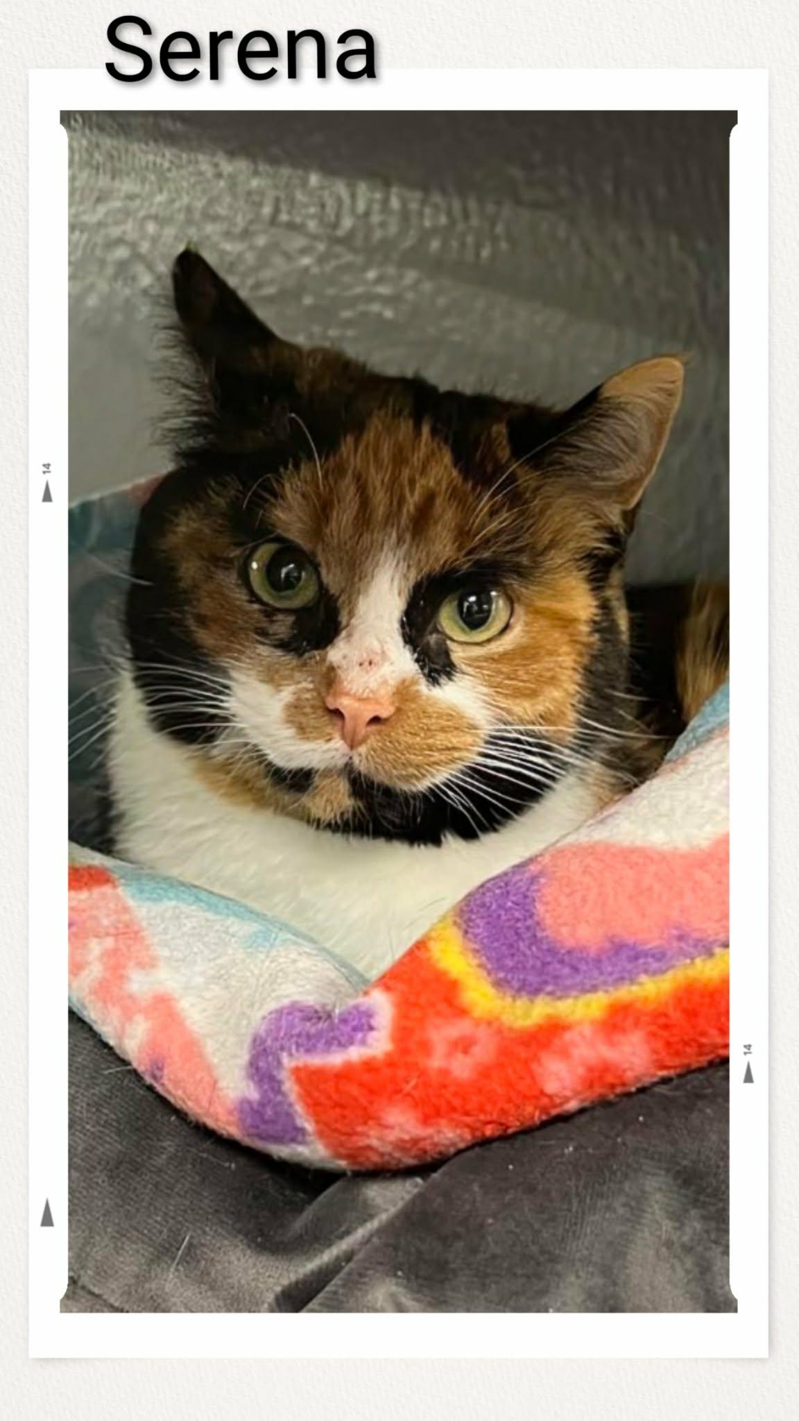 Enlarge Serena, a Adoptable Domestic Short Hair in Caistor Centre, ON image 1/1