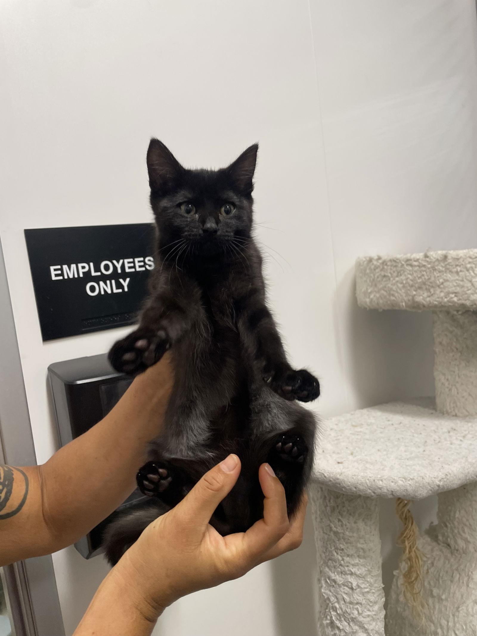 Enlarge Athena, a Adopted Domestic Short Hair in Los Alamitos, CA image 1/1