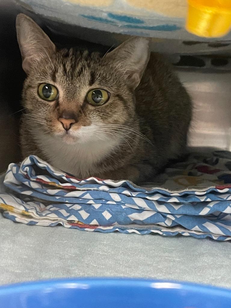 Marmalade, Adoptable, Young Female Domestic Short Hair.