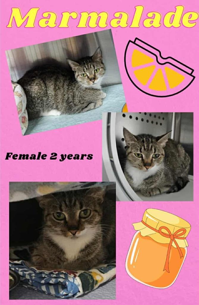 Enlarge Marmalade, a Adoptable mixed breed in Blountville, TN image 2/2