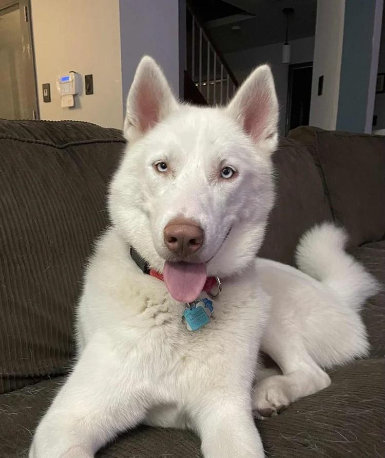 Enlarge Casper, a Adoptable Siberian Husky in Winter Springs, FL image 2/4