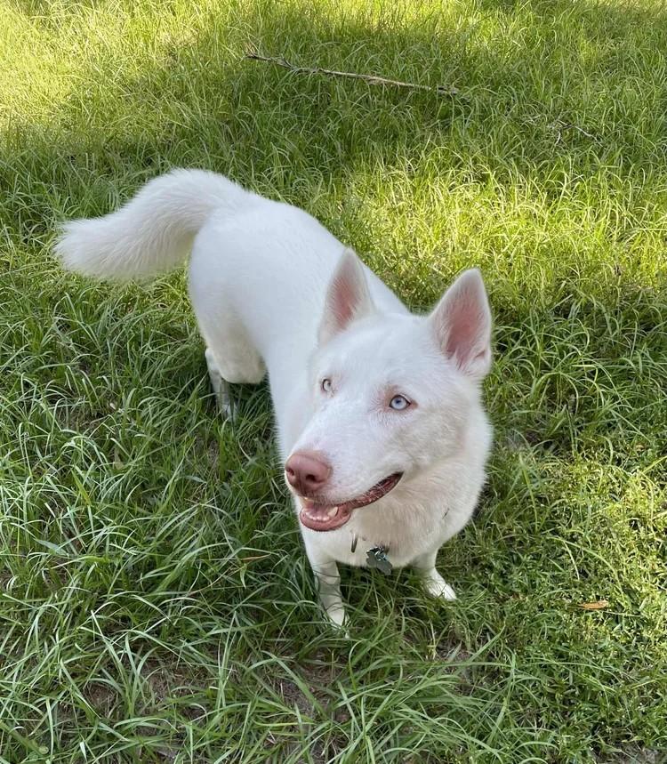 Enlarge Casper, a Adoptable Siberian Husky in Winter Springs, FL image 3/4