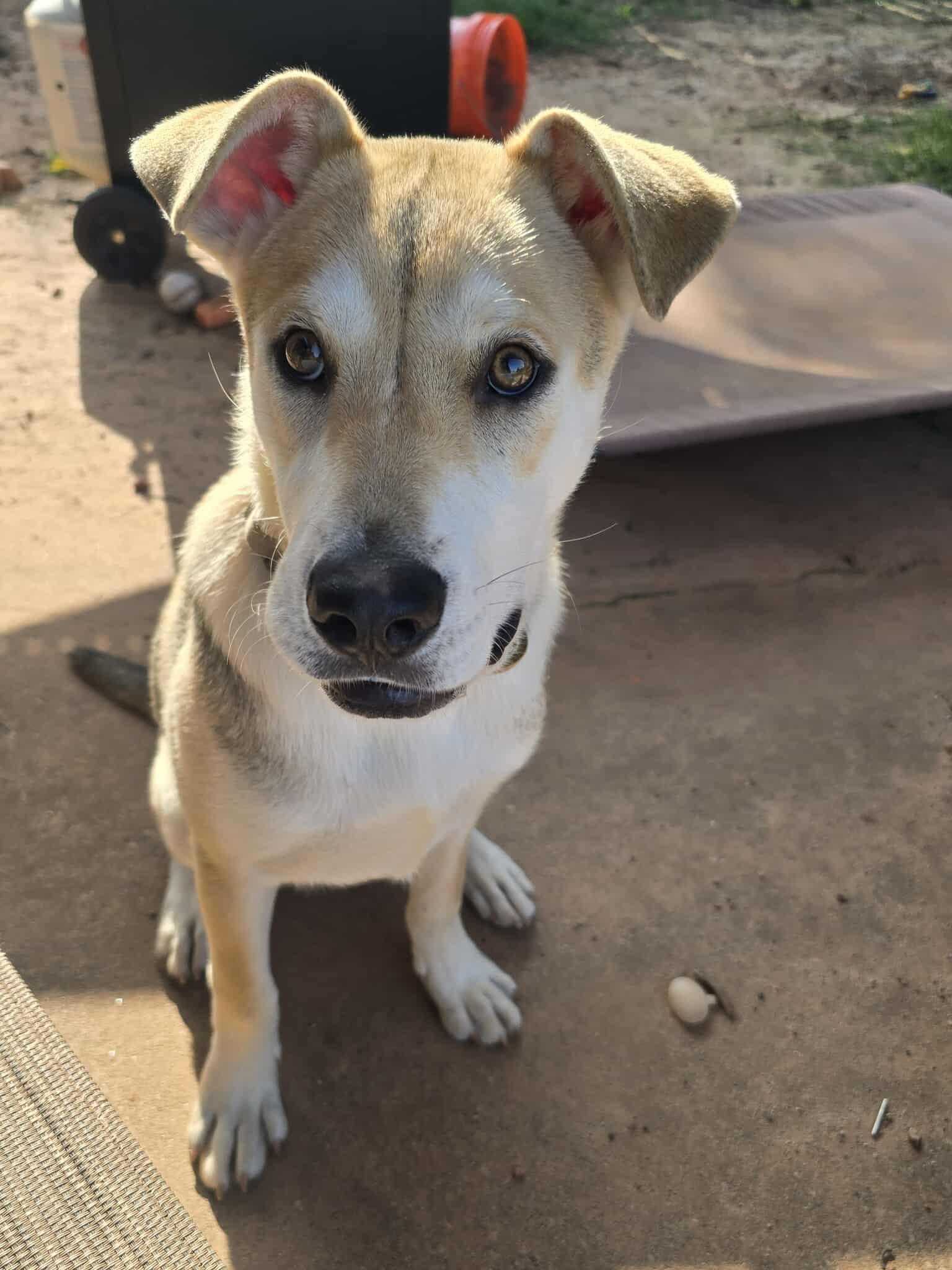 Reese, Adoptable, Young Male Shepherd & Husky.