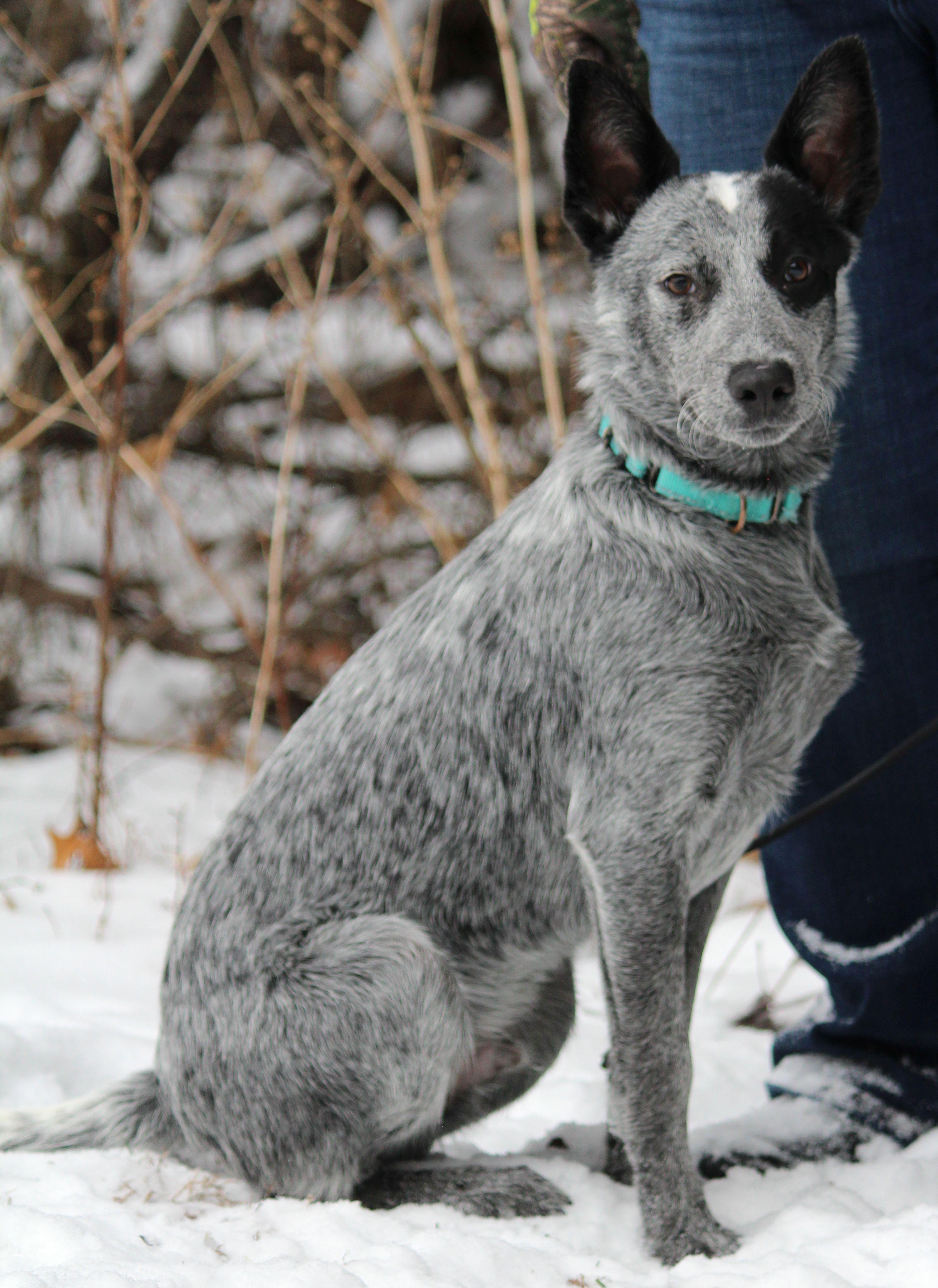 Enlarge Hermie, a ADOPTABLE mixed breed in Portage, WI image 3/4