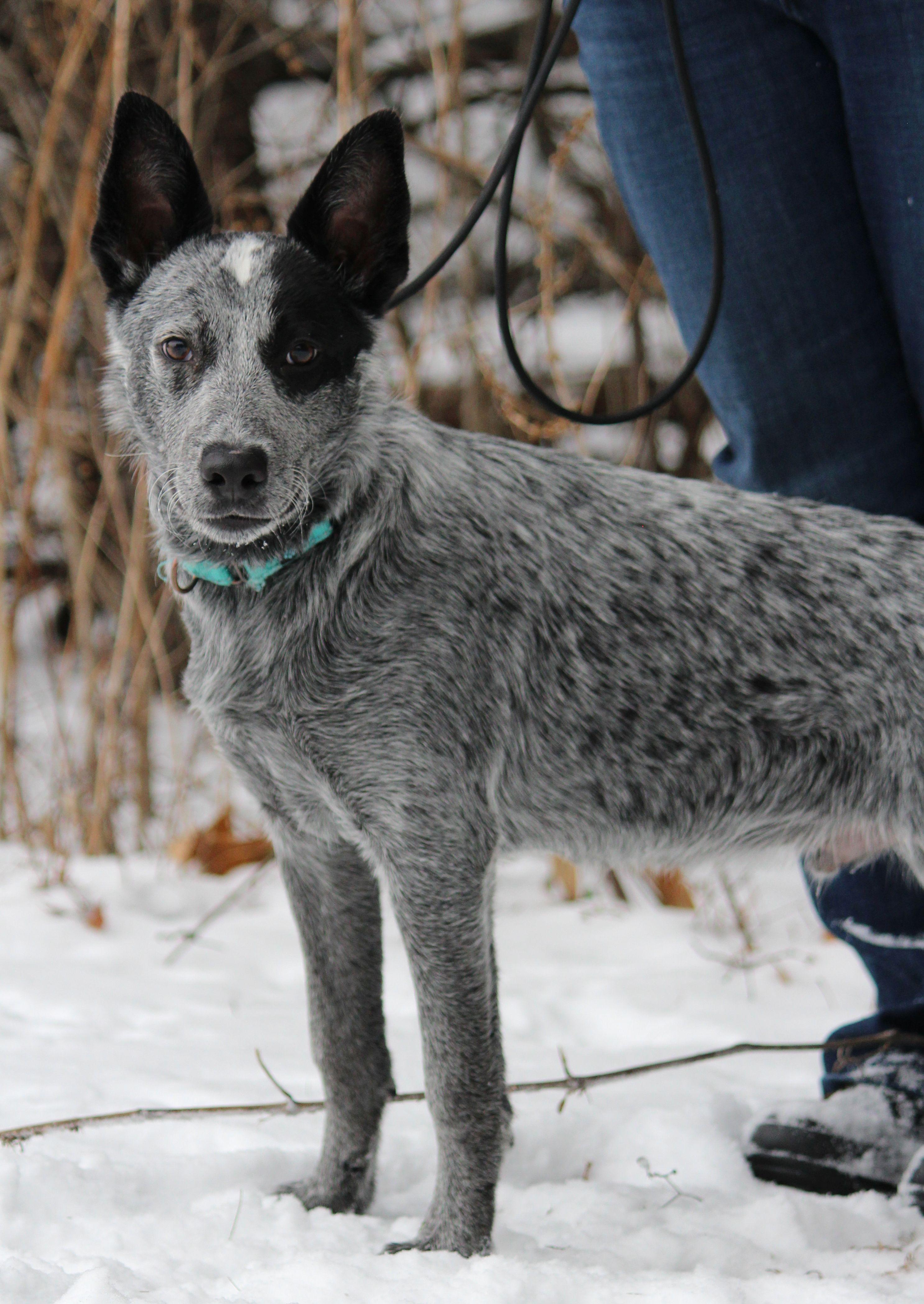 Enlarge Hermie, a ADOPTABLE mixed breed in Portage, WI image 4/4