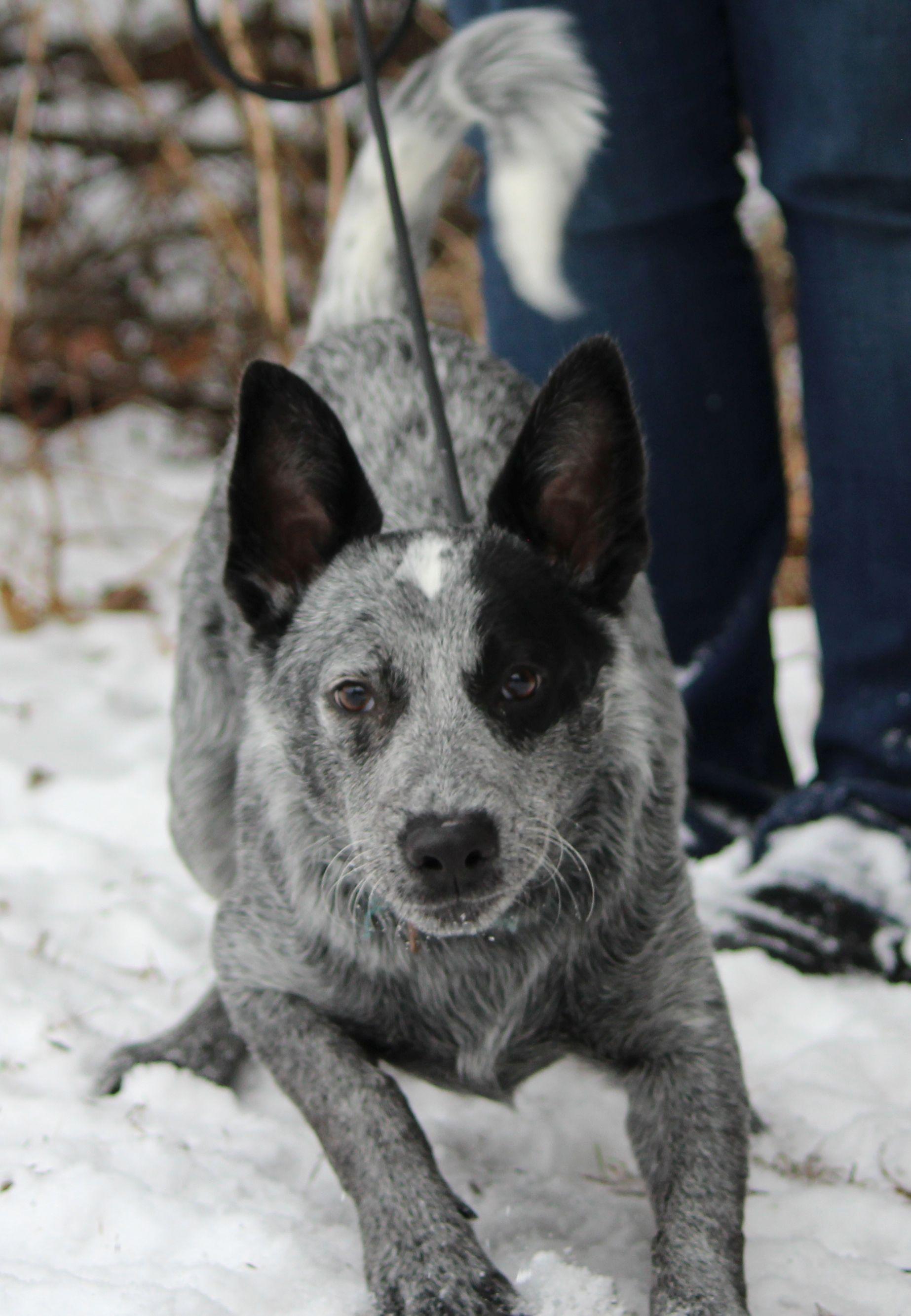 Hermie, ADOPTABLE, Young Male Australian Cattle Dog / Blue Heeler.