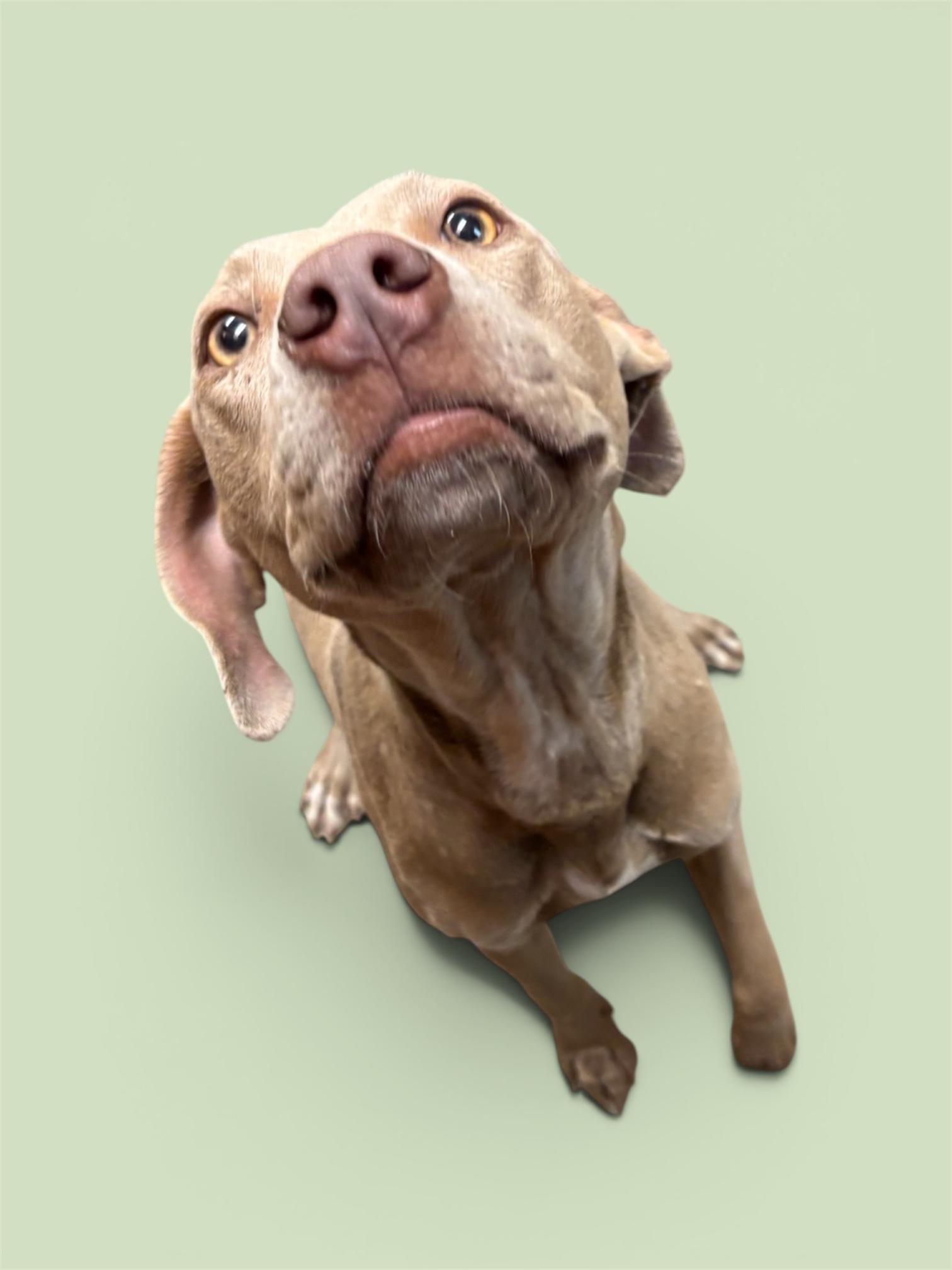 Enlarge Richo, a ADOPTABLE mixed breed in Troy, AL image 2/2
