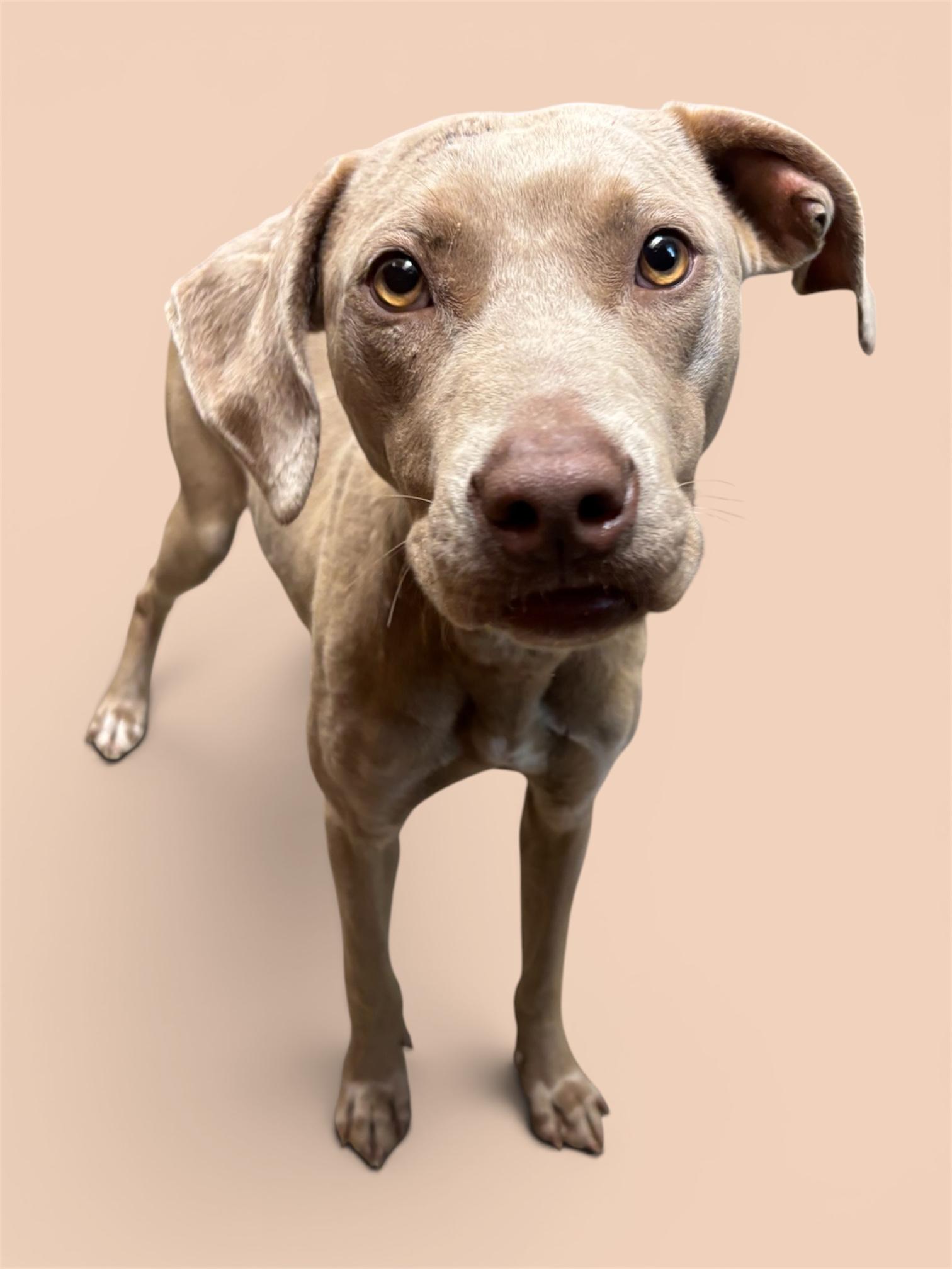Enlarge Richo, a ADOPTABLE mixed breed in Troy, AL image 1/2