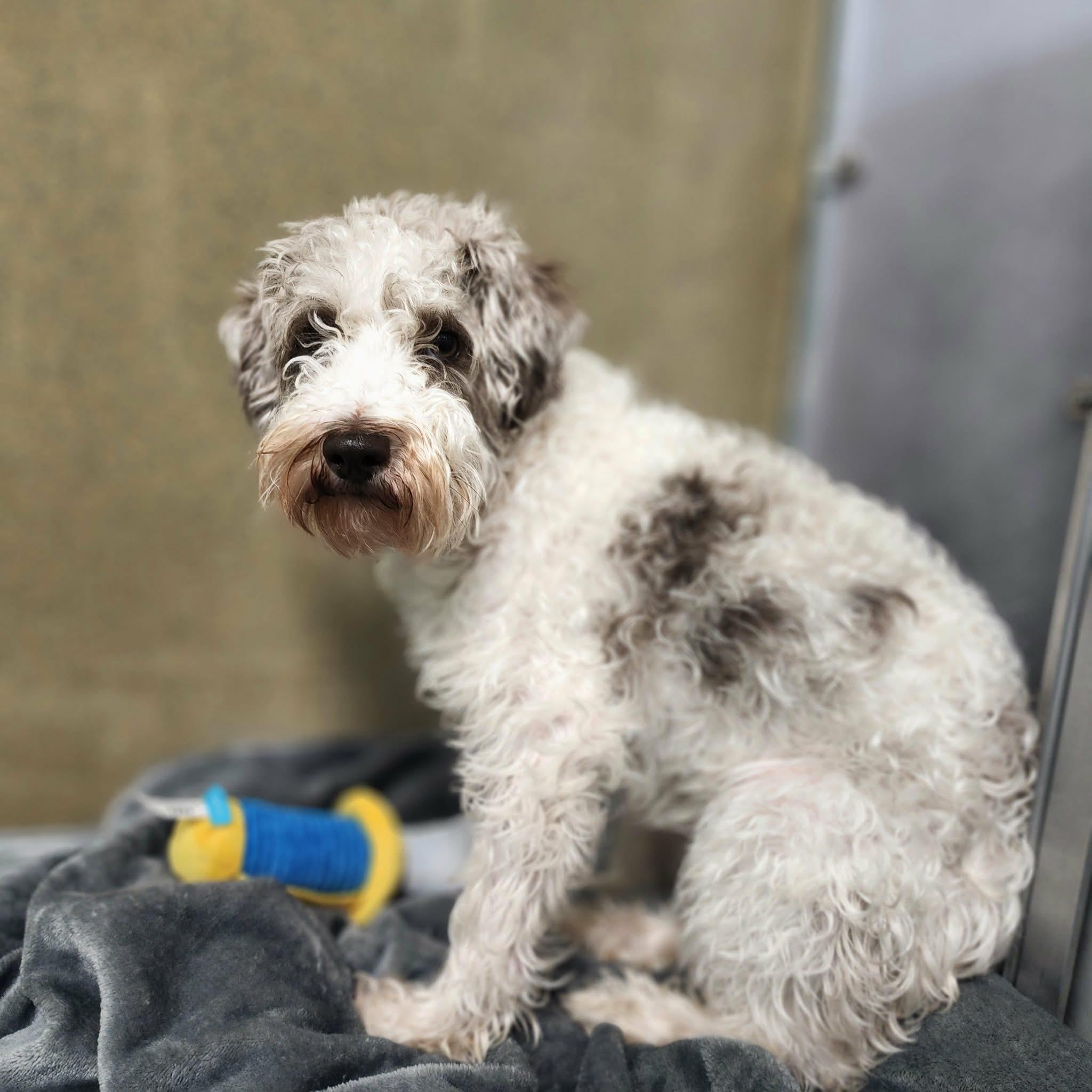 Enlarge SCHNOOPY, an adopted mixed breed in Manassas, VA image 3/3