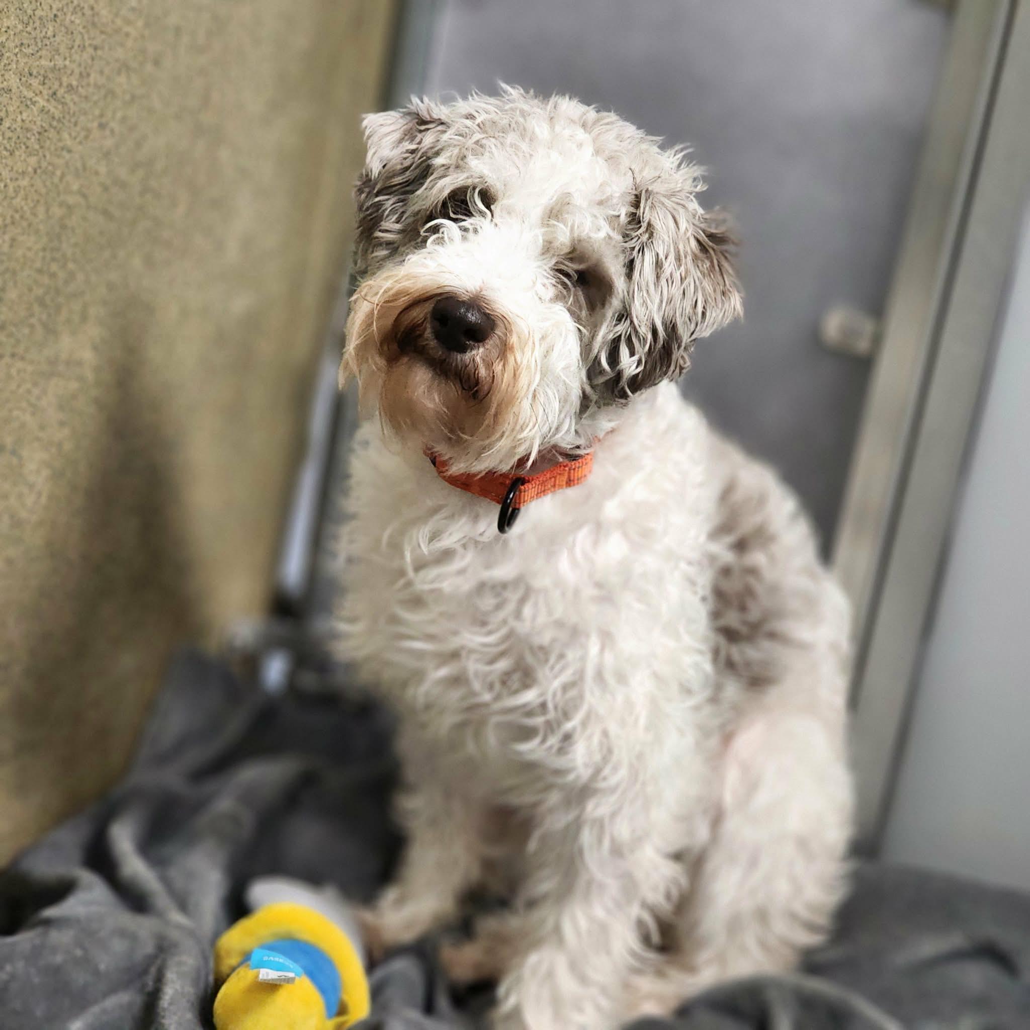 SCHNOOPY, adopted, Adult Female Miniature Schnauzer.