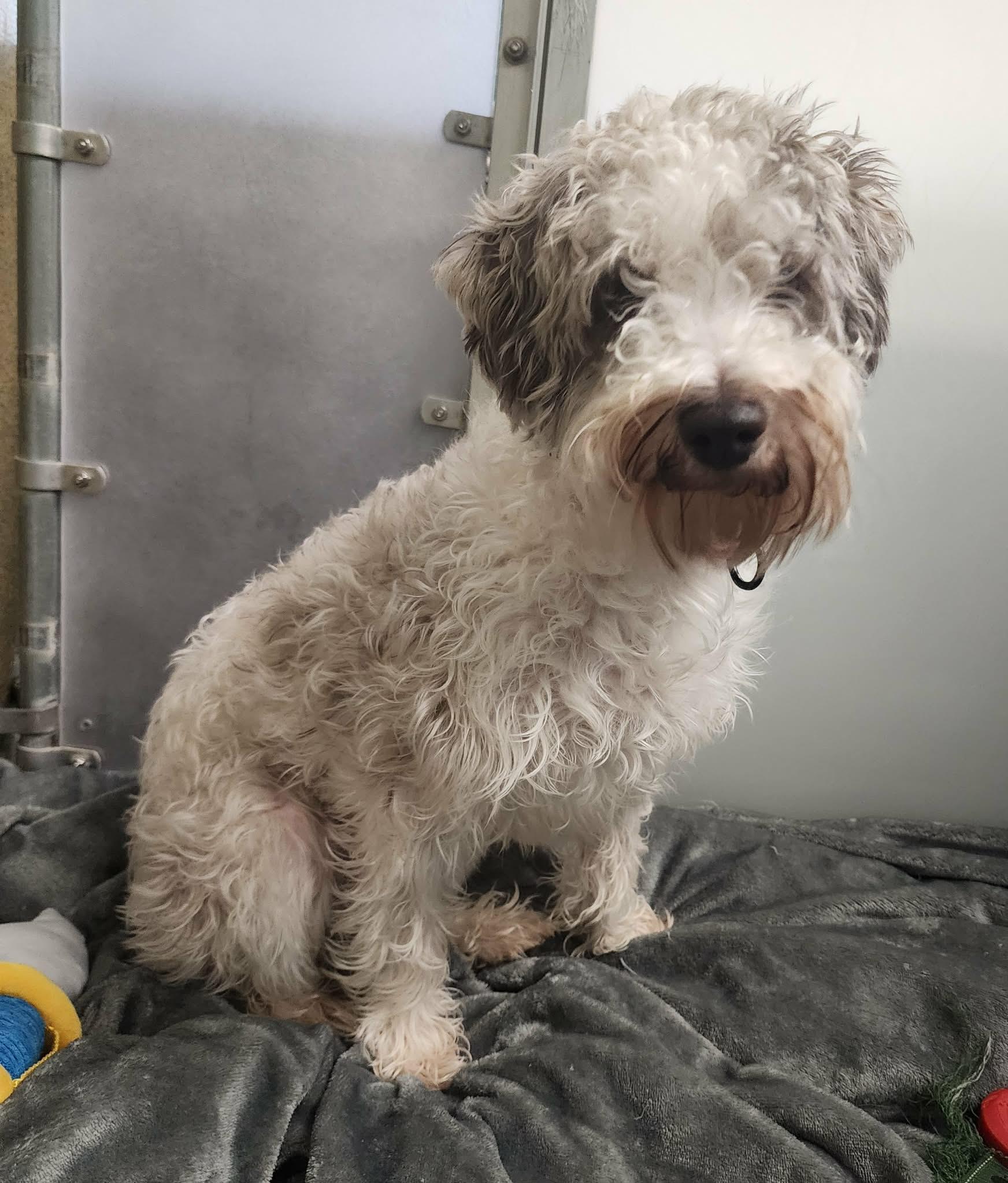 Enlarge SCHNOOPY, an adopted mixed breed in Manassas, VA image 2/3