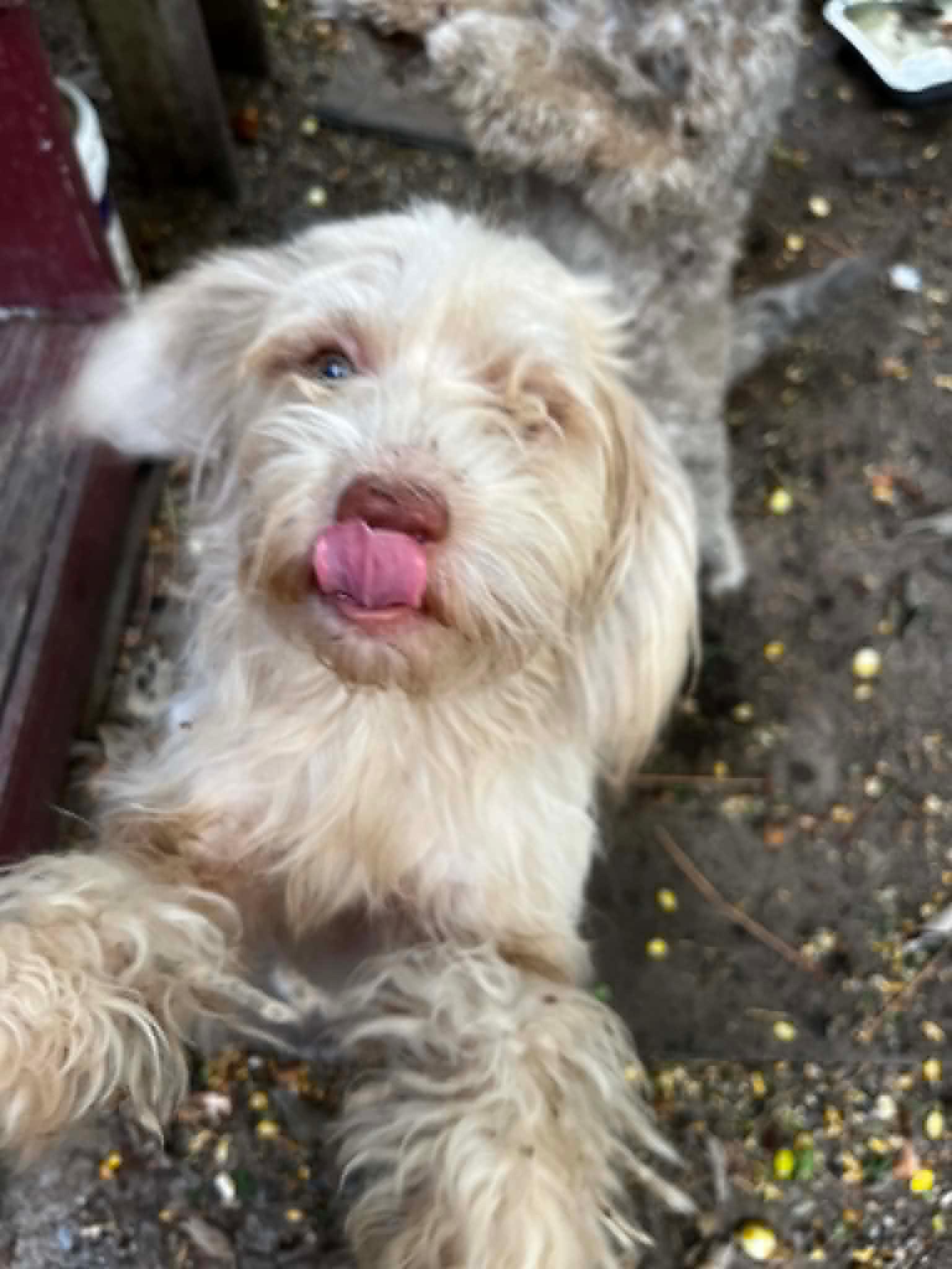 Enlarge Gordo, a Adoptable mixed breed in Gainesville, VA image 1/1