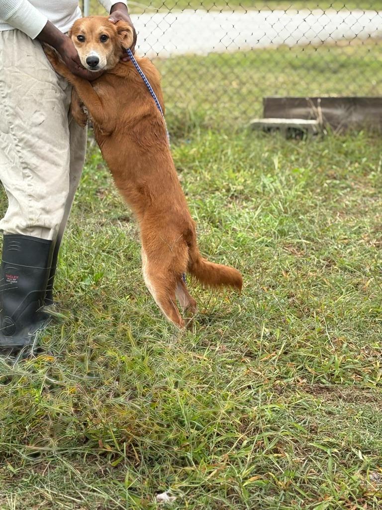 Enlarge Shine, a Adopted mixed breed in Effingham, SC image 1/1