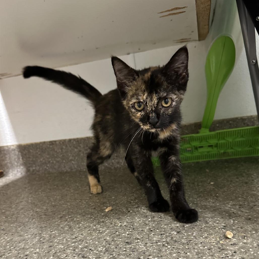 Enlarge Emmie, a Adoptable Domestic Short Hair in Blue Ridge, GA image 2/4