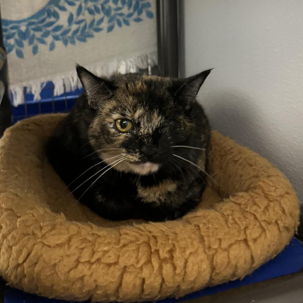 Enlarge Emmie, a Adoptable Domestic Short Hair in Blue Ridge, GA image 3/4