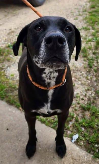 Enlarge BRODY, a ADOPTABLE mixed breed in Reed City, MI image 1/1