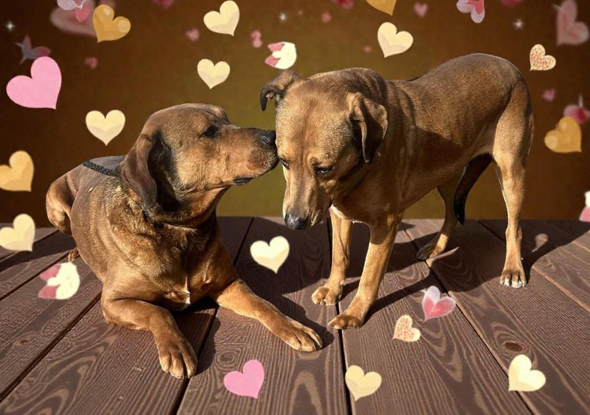Ember & Bailey (bonded pair), ADOPTABLE, Adult Female Hound & Shepherd.