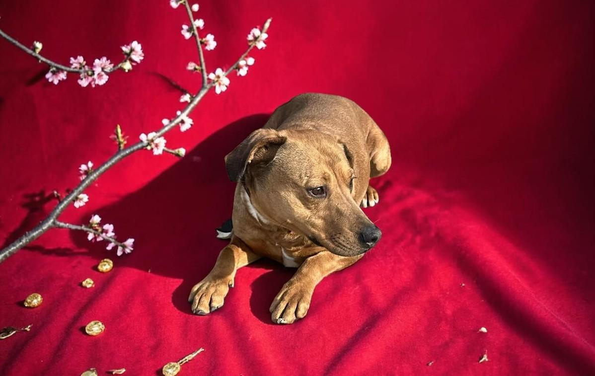 Enlarge Ember & Bailey (bonded pair), a ADOPTABLE mixed breed in Lake Oswego, OR image 5/6