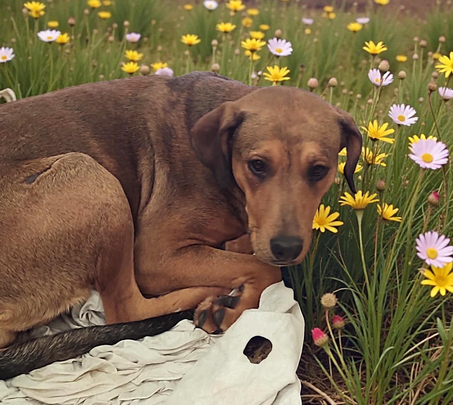 Enlarge Ember & Bailey (bonded pair), a ADOPTABLE mixed breed in Lake Oswego, OR image 2/6