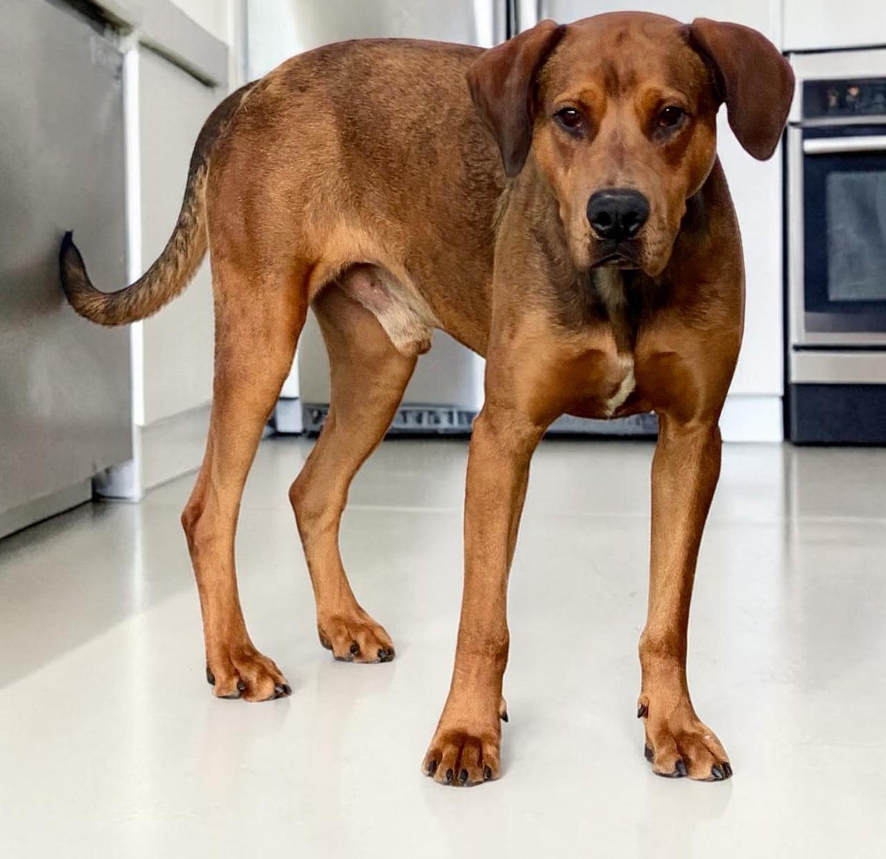 Enlarge Ember & Bailey (bonded pair), a ADOPTABLE mixed breed in Lake Oswego, OR image 4/6