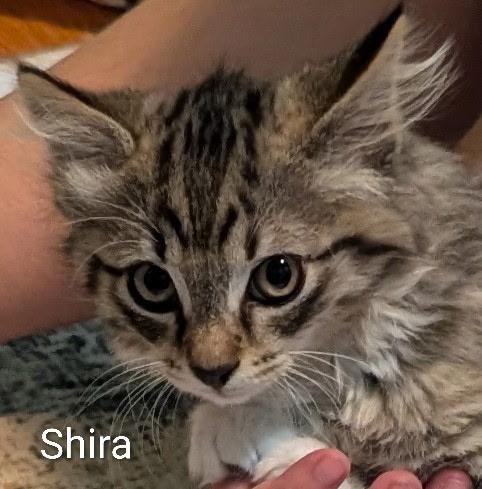 Shira, an adopted Domestic Short Hair in Menasha, WI image 1/2
