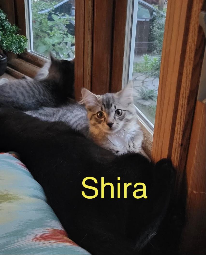 Shira, an adopted Domestic Short Hair in Menasha, WI image 2/2