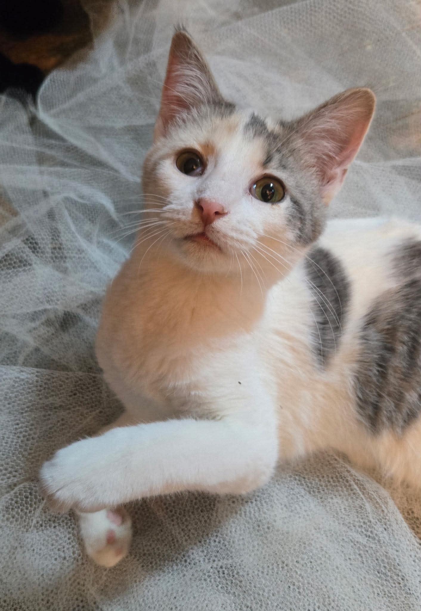 Kendra, adopted, Young Female Domestic Short Hair.