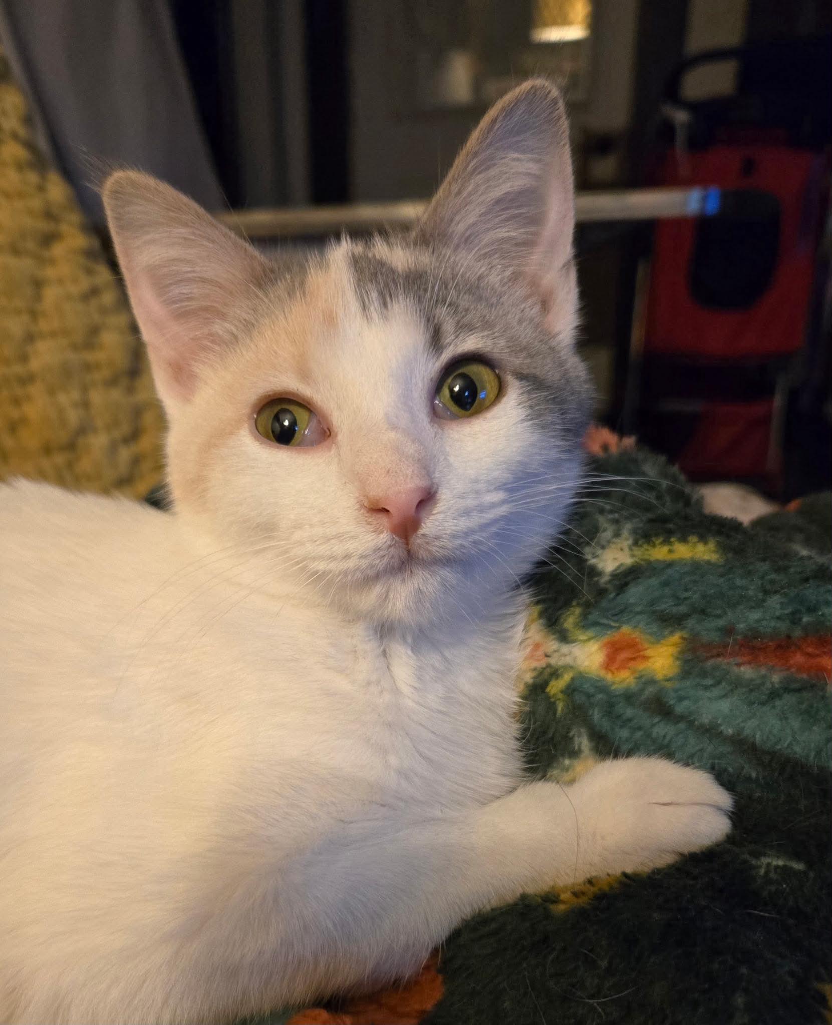 Enlarge Kendra, an adopted Domestic Short Hair in Sioux Falls, SD image 3/4