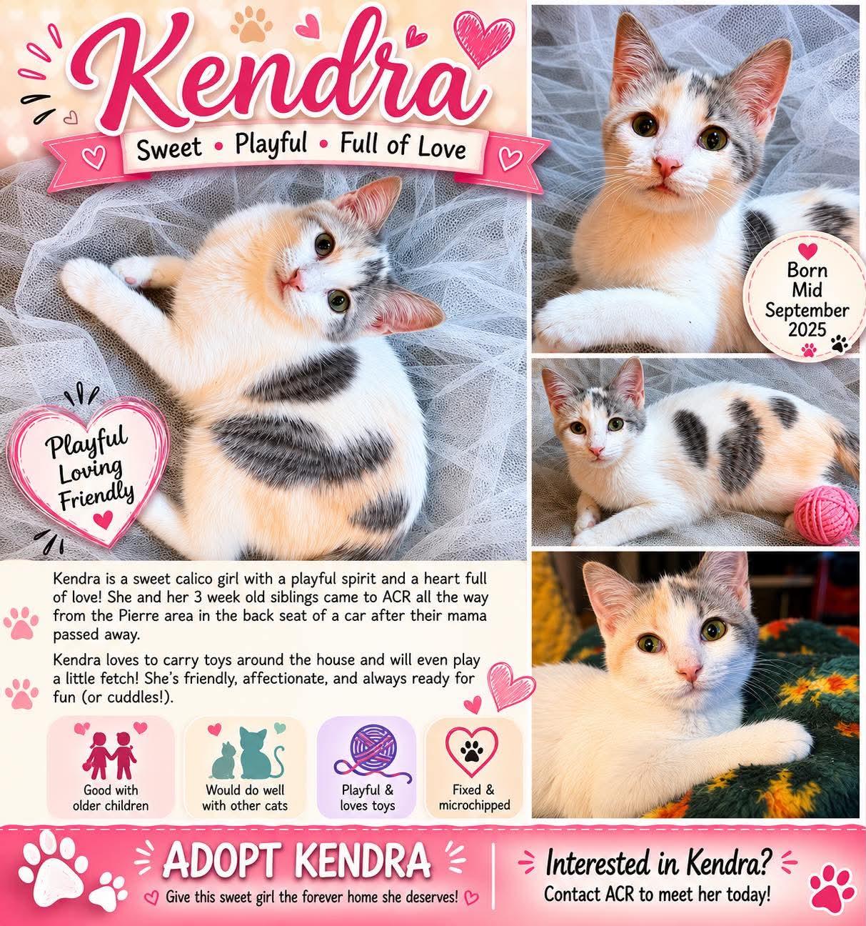 Enlarge Kendra, an adopted Domestic Short Hair in Sioux Falls, SD image 4/4