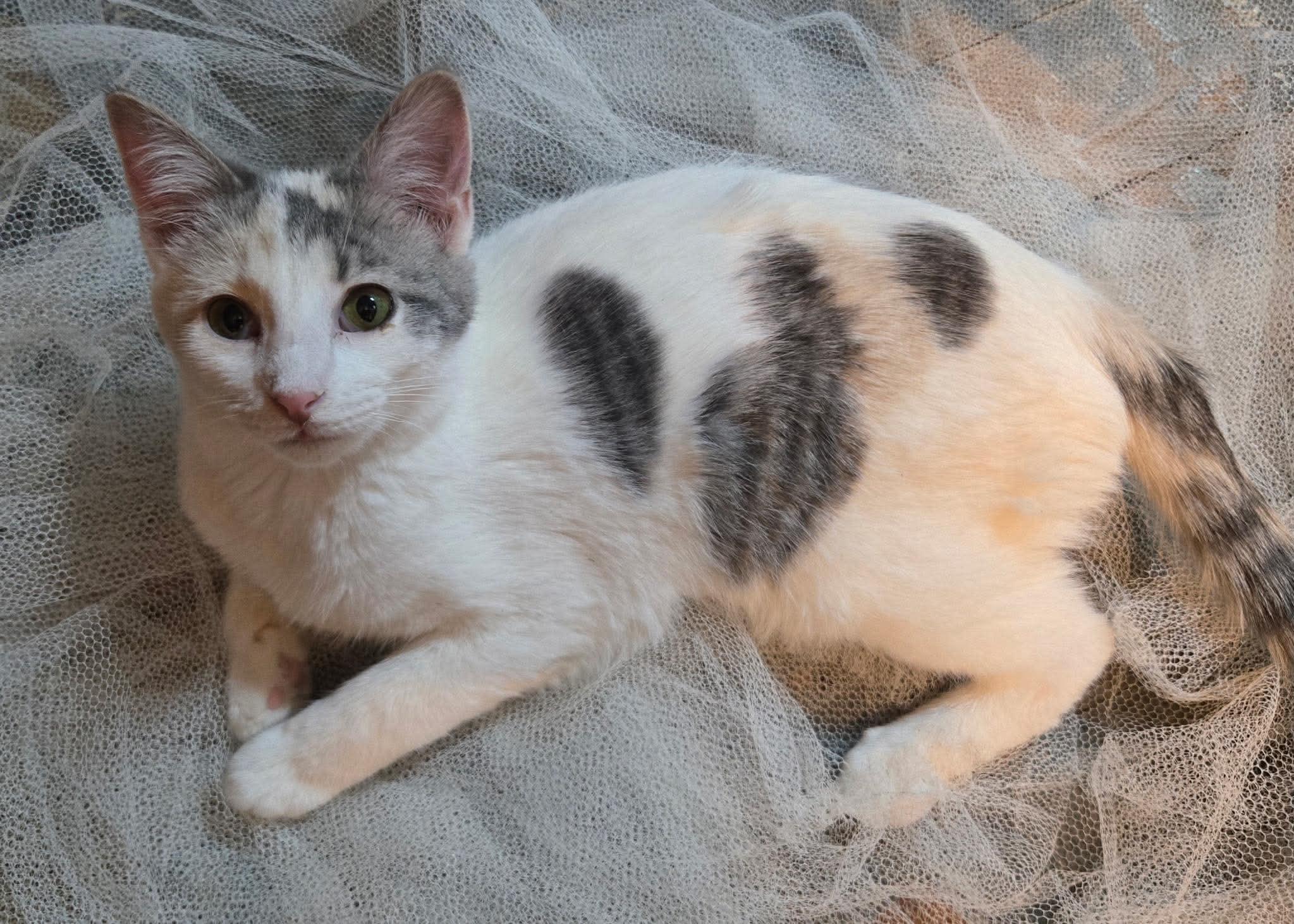 Enlarge Kendra, an adopted Domestic Short Hair in Sioux Falls, SD image 2/4
