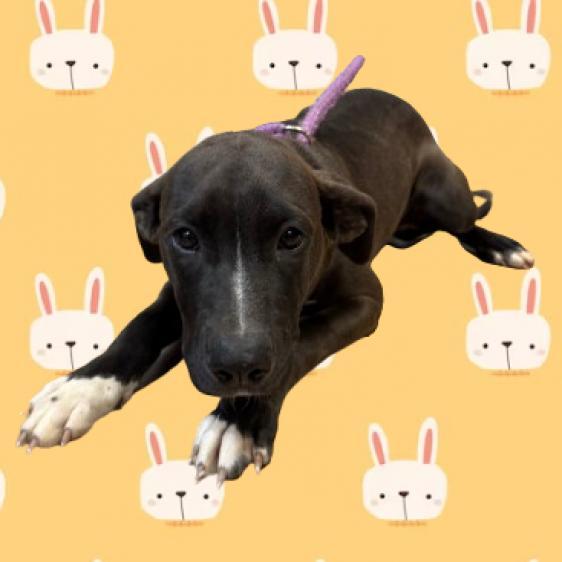 Moira, Adoptable, Adult Female Labrador Retriever.