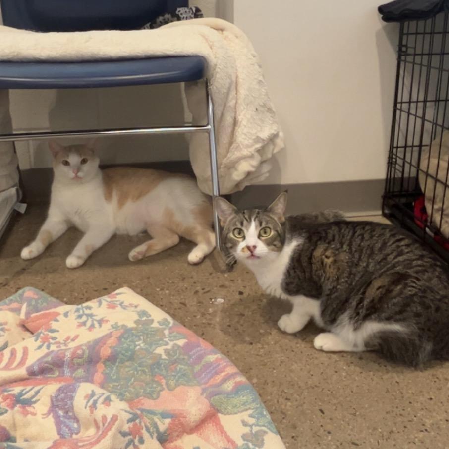 Fae, Adoptable, Adult Female Domestic Short Hair.