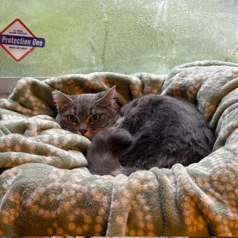 Enlarge Maddie (polydactyl), an adopted Domestic Short Hair in Everett, WA image 1/2