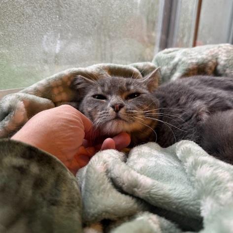 Enlarge Maddie (polydactyl), an adopted Domestic Short Hair in Everett, WA image 2/2